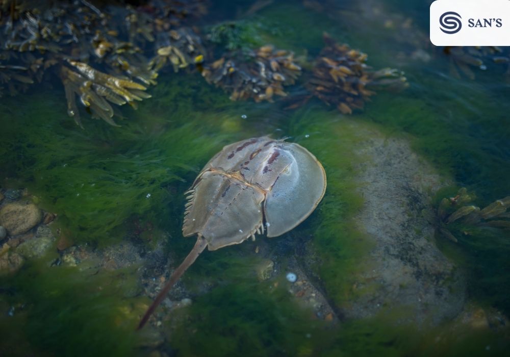 The horseshoe crab is a fascinating marine arthropod that has been around for more than 450 million years