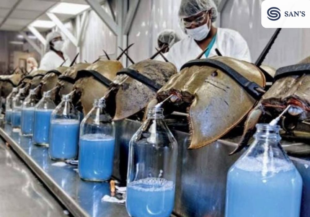 The blue blood of the Horseshoe Crab, while not consumed, contains a substance called Limulus Amebocyte Lysate (LAL) which is used in the medical industry