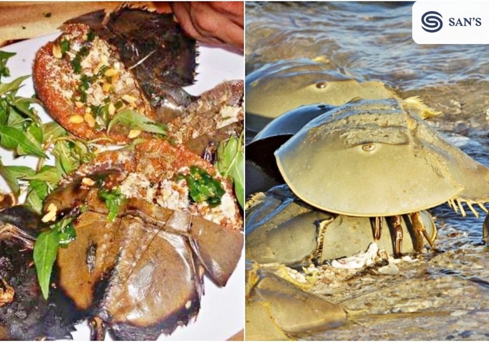 When ordering Horseshoe Crab, you should ask about the catch of the day to ensure freshness