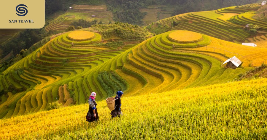 Sapa is famous for its majestic terraced fields