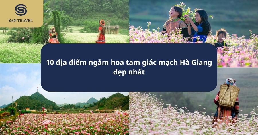 hoa tam giác mạch Hà Giang